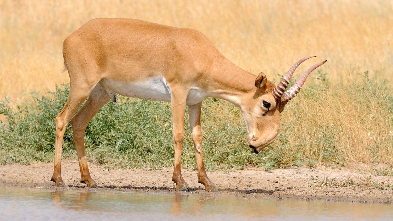 antylopa.jpg
