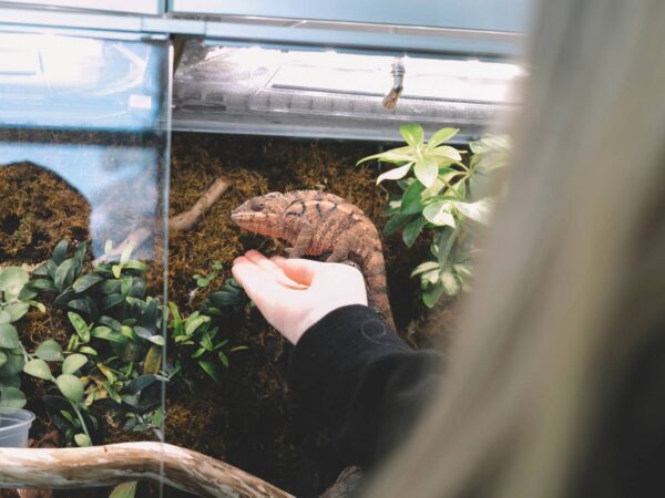 Jak stworzyć idealne warunki dla zwierząt terrarystycznych – od wyboru terrarium po odpowiednią dietę